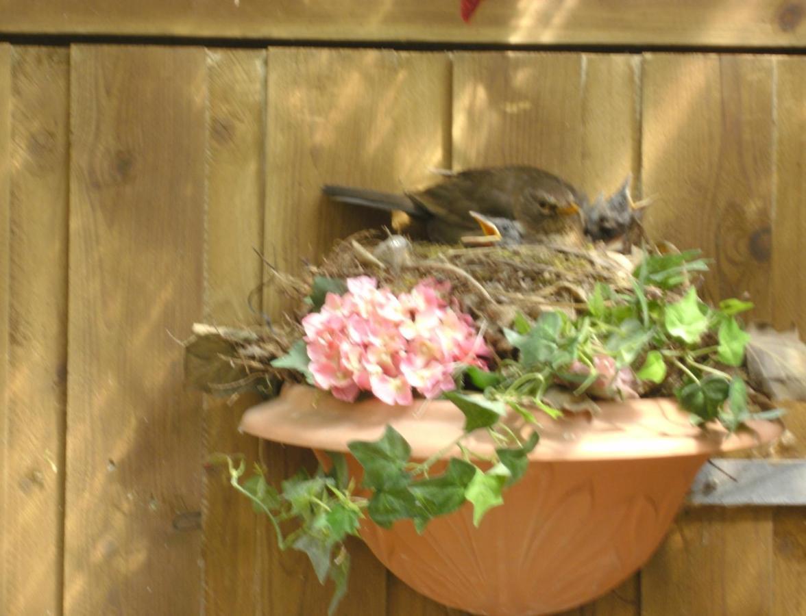 Appartamento Haus Mit Lilie Und Rose Westerdeichstrich Esterno foto